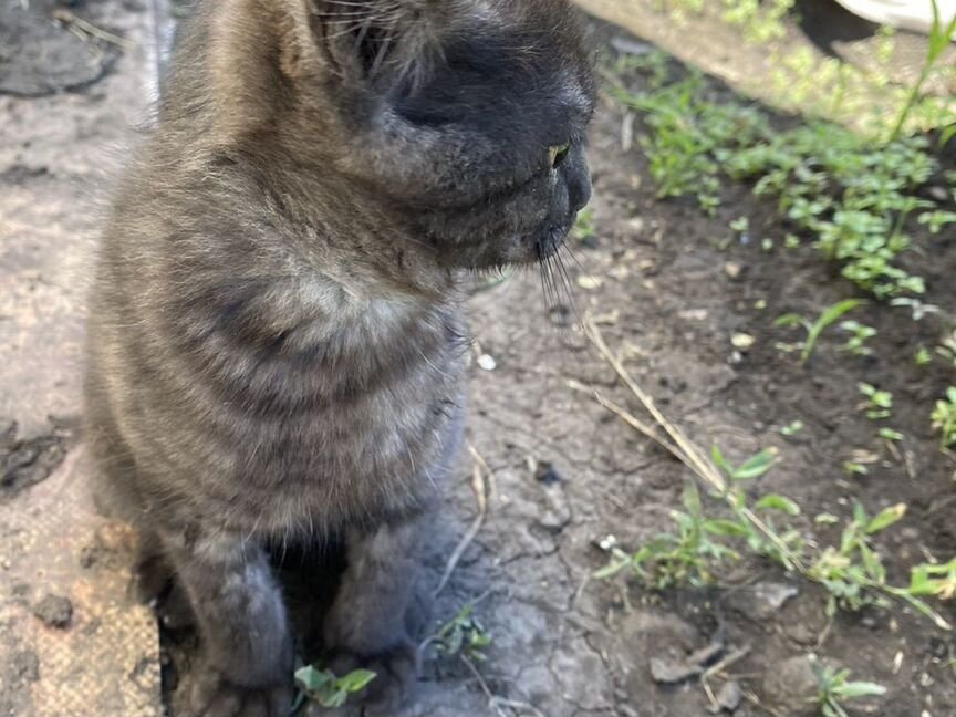 Котики маленькие бесплатно