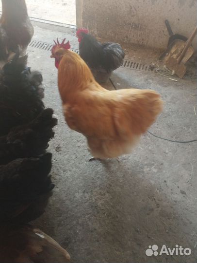 Петухи