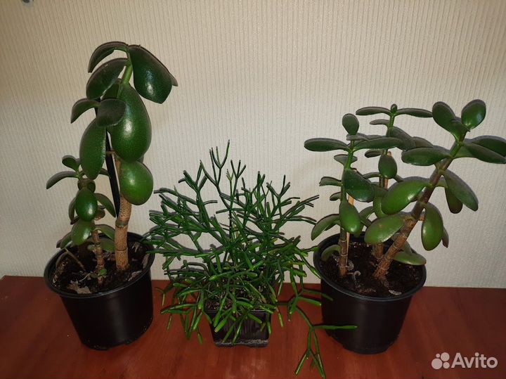 Хатиора, денежное дерево