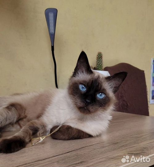Солидный котик Морис в добрые руки