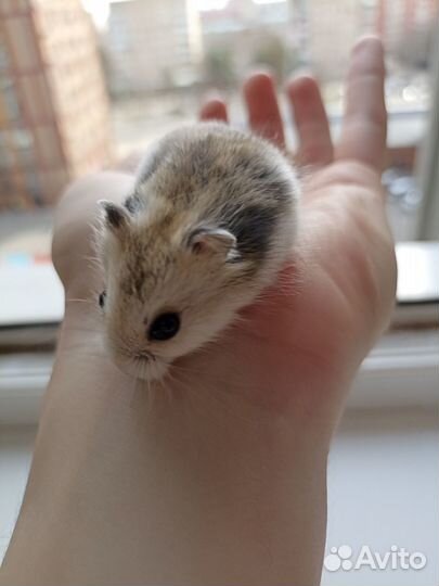 Джунгарский хомяк ручной