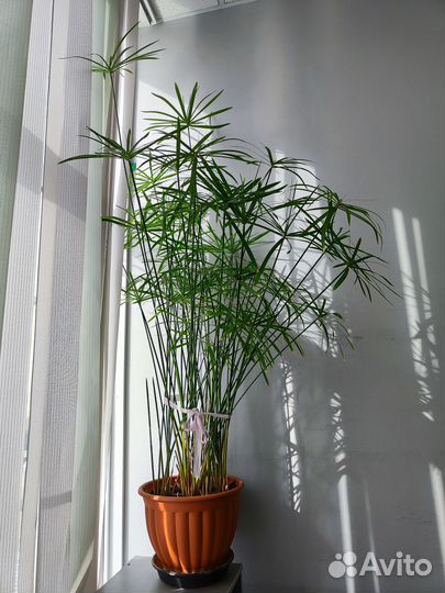 Циперус. Высота больше метра. В активном росте