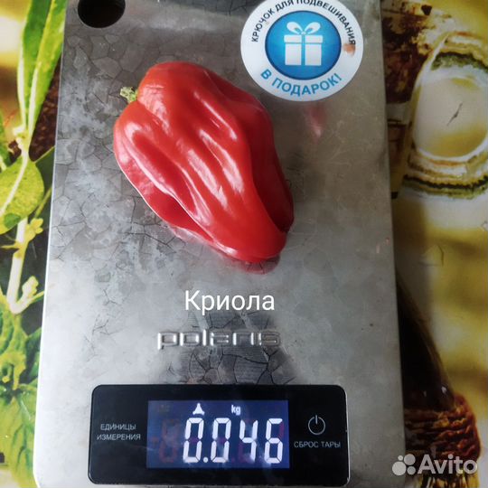 Семена сладкого перца