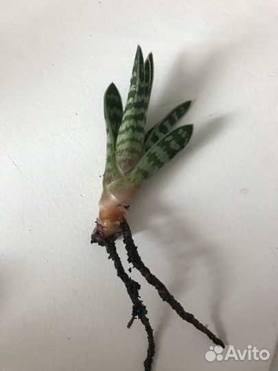 Продам Алоэ пестрое или тигровое (Aloe variegata)