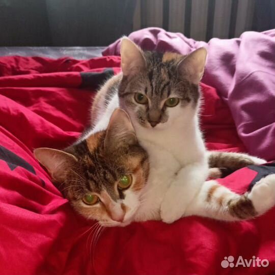 Кошки бесплатно