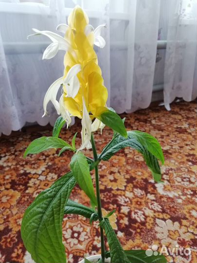 Пахистахис