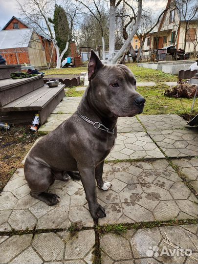 Амстафф вязка