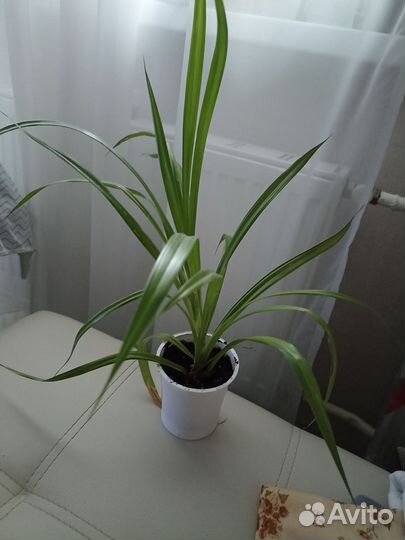 Панданус или винтовая пальма