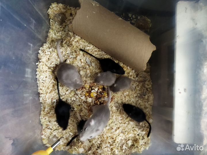 Монгольская песчанка