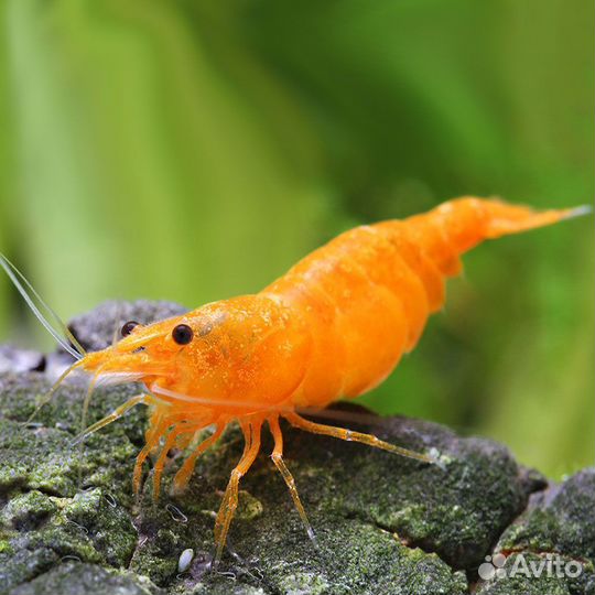 Продам рыбок