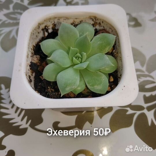 Кактусы и суккуленты