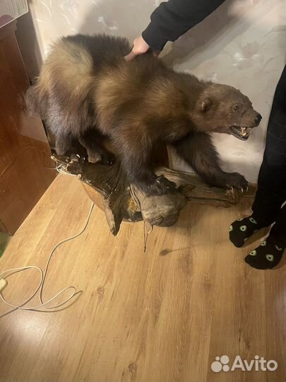 Чучело Россомахи из коллекции Карельских мастеров