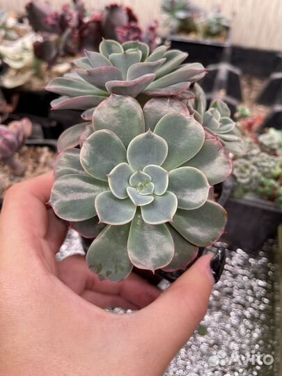 Суккуленты