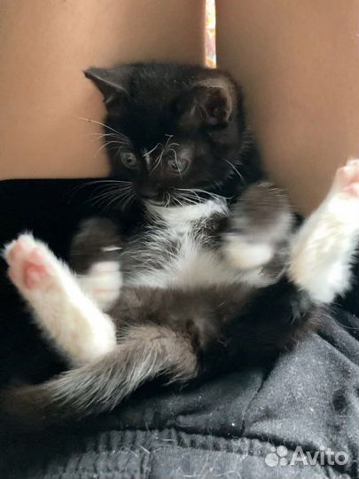 Котенок черный пушистый