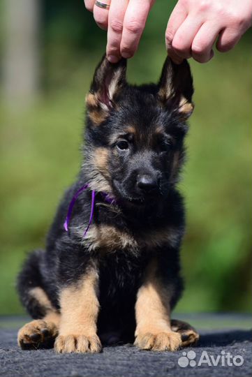 Щенки Немецкой овчарки. Отборное разведение