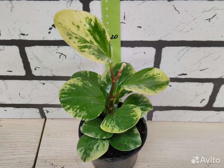 Пеперомия клузиелистная