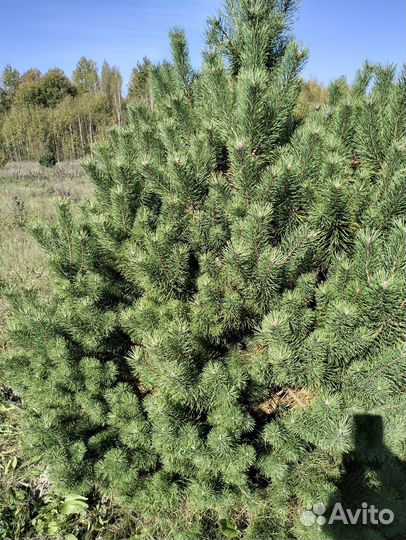 Сосна и ель новогодняя оптом