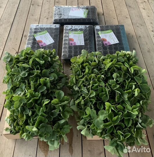 Рассада.Саженцы клубники Альба, Нелли, Азия, Клери