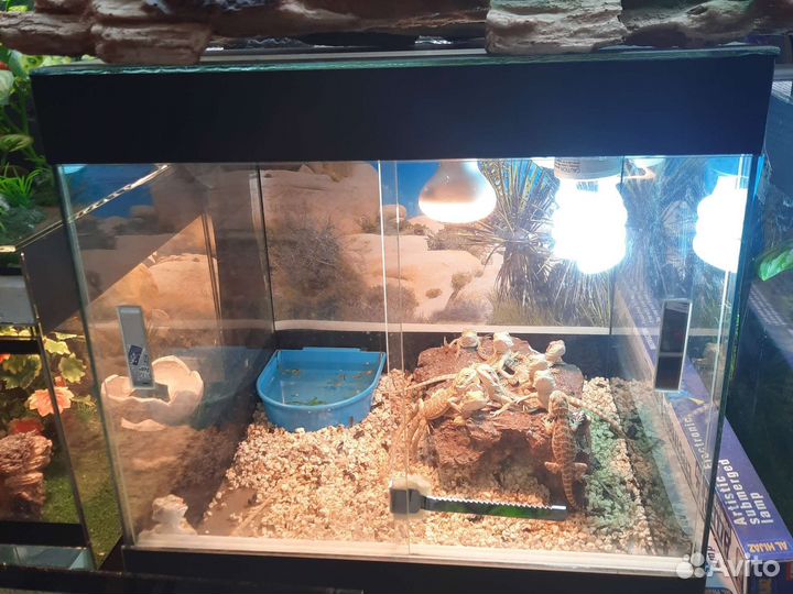 Террариумы для рептилий