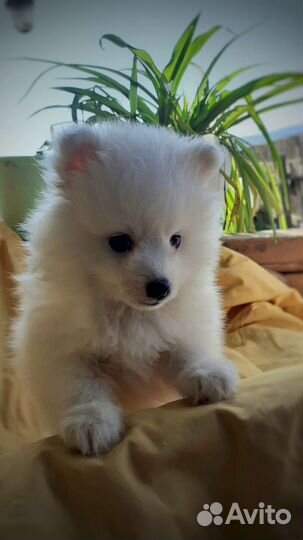 Японский шпиц мальчуган