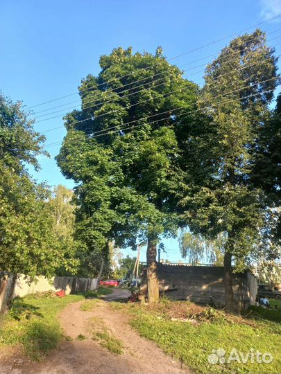 Спил деревьев