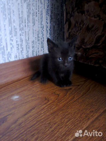 Отдам кошечку в добрые руки