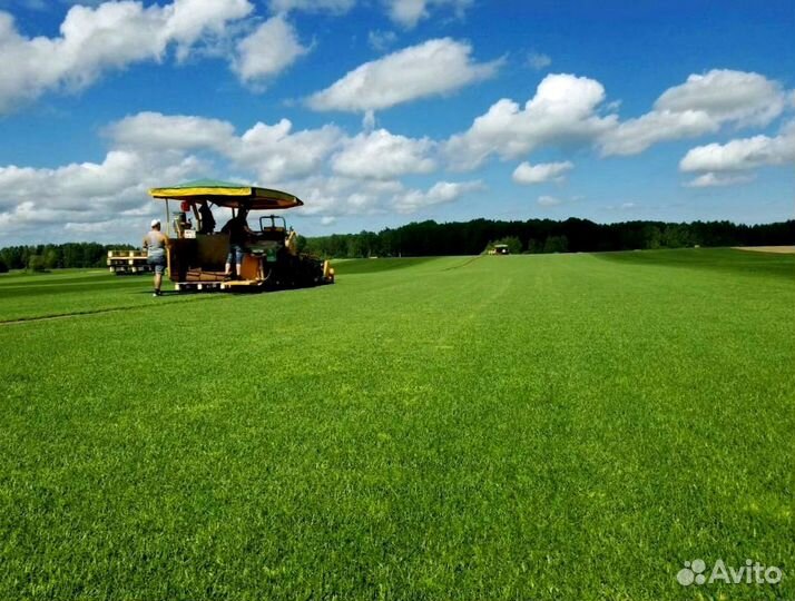 Рулонный газон