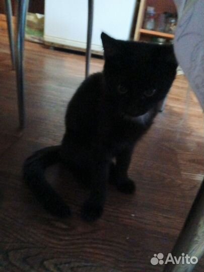 Отдам кота в добрые руки
