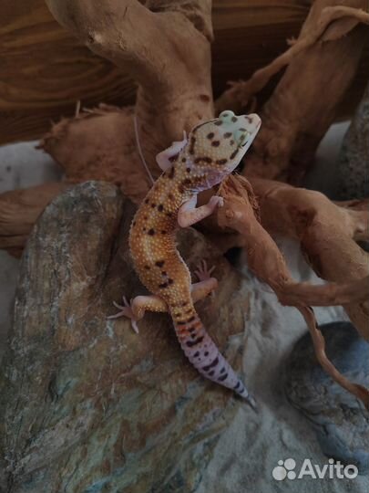 Эублефар, бородатая агама