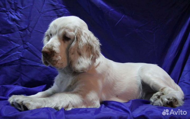 Кламбер спаниель