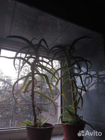 Алоэ лечебный