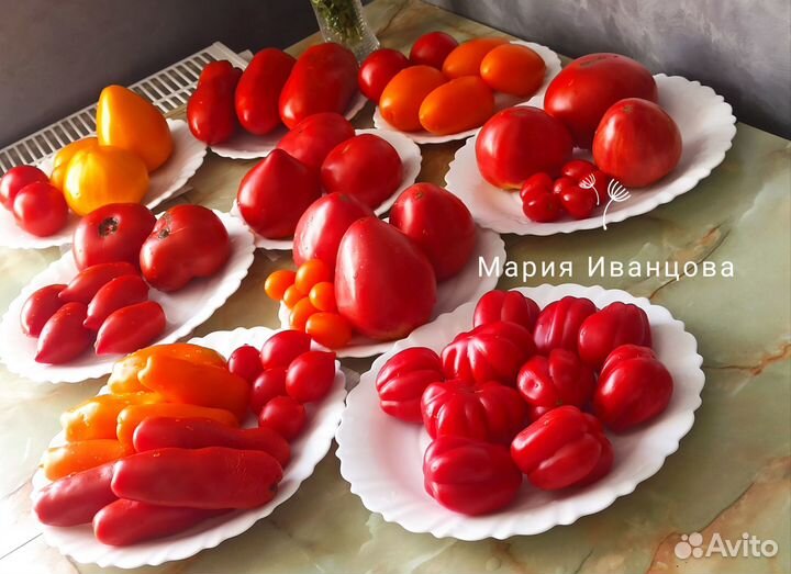 Семена томатов гномы