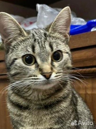 Кошечка в добрые руки