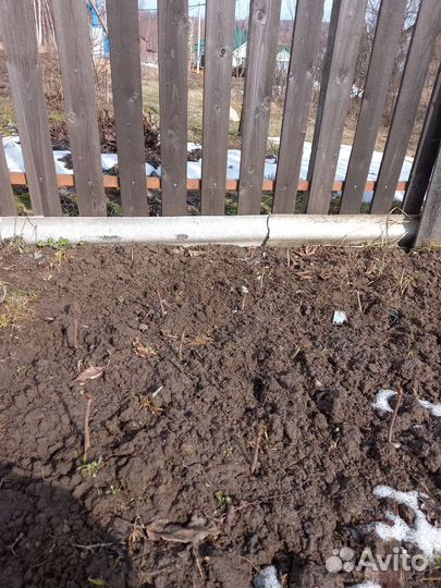 Каштан конский