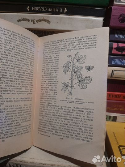 Книга Павлова М. А. Ягодные культуры. огиз 1948 г