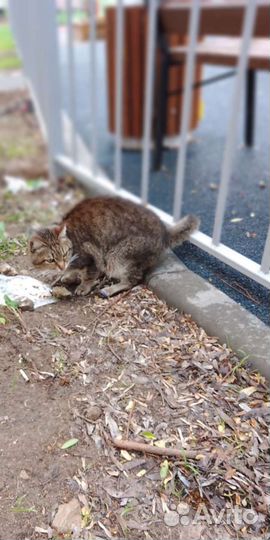 Отдам кота в добрые руки