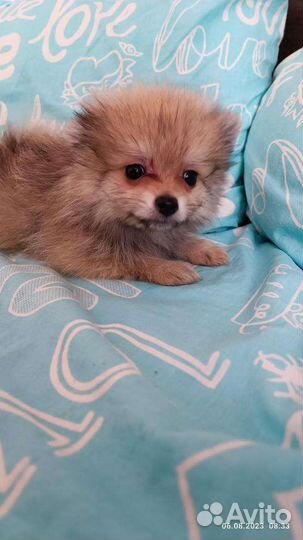 Померанский шпиц