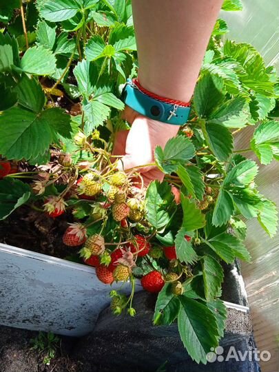 Разные саженцы