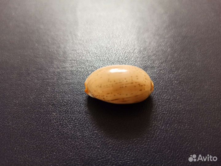 Морская раковина