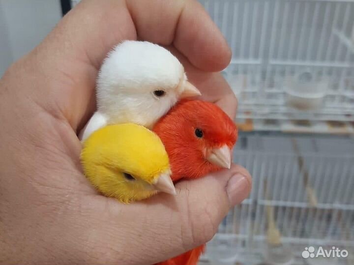 Кенары и канарейки,выстовочные