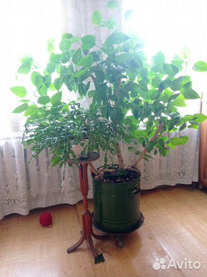 Гибискус китайская роза