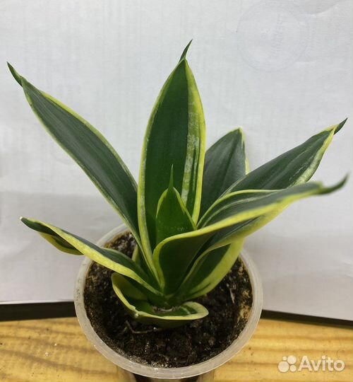 Сансевиерия Ханни