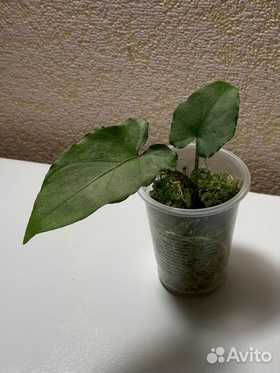 Алоказия детки