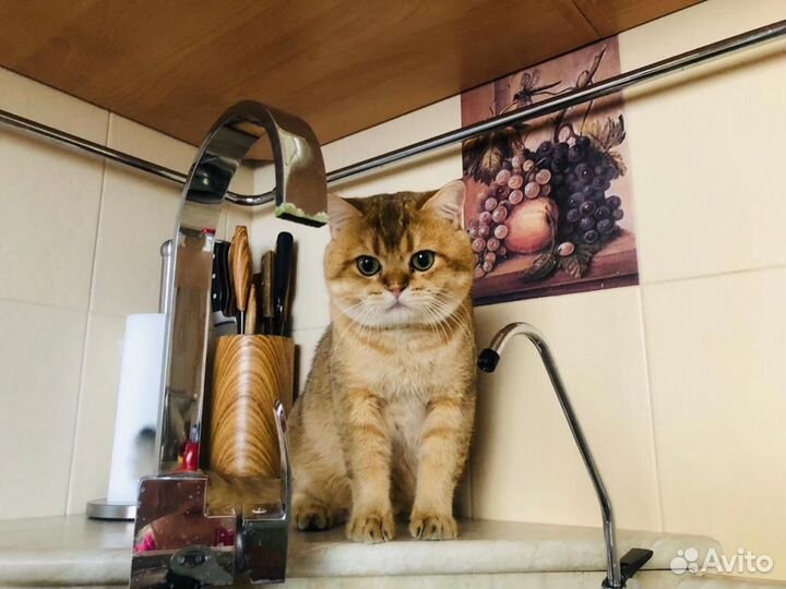 Кот для вязки
