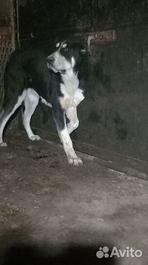 Среднеазиатская овчарка