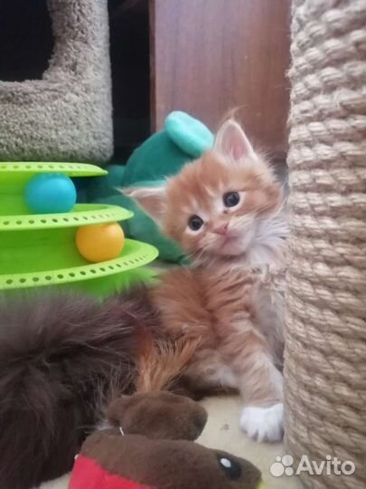 Котята мейн-кун полидакт