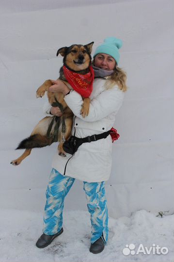 Собака из приюта ищет дом