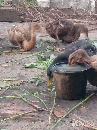 Руанская утка