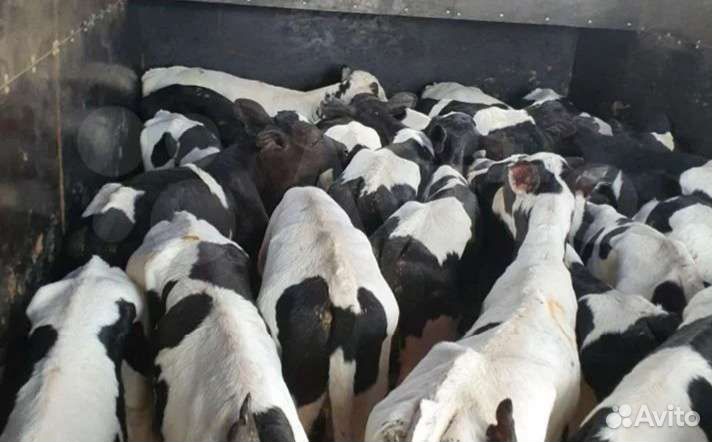 Бычки от 1 мес