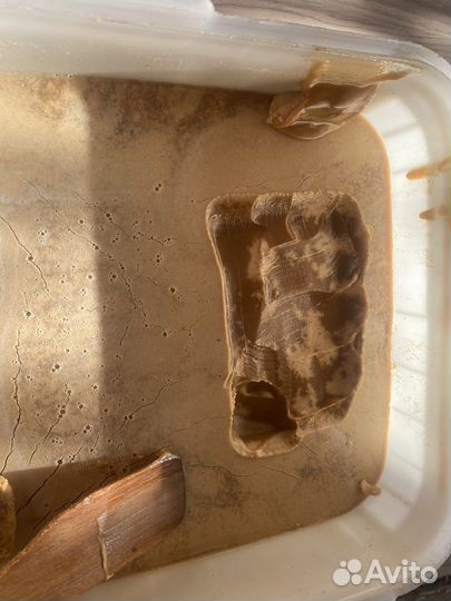 Мед гречиха